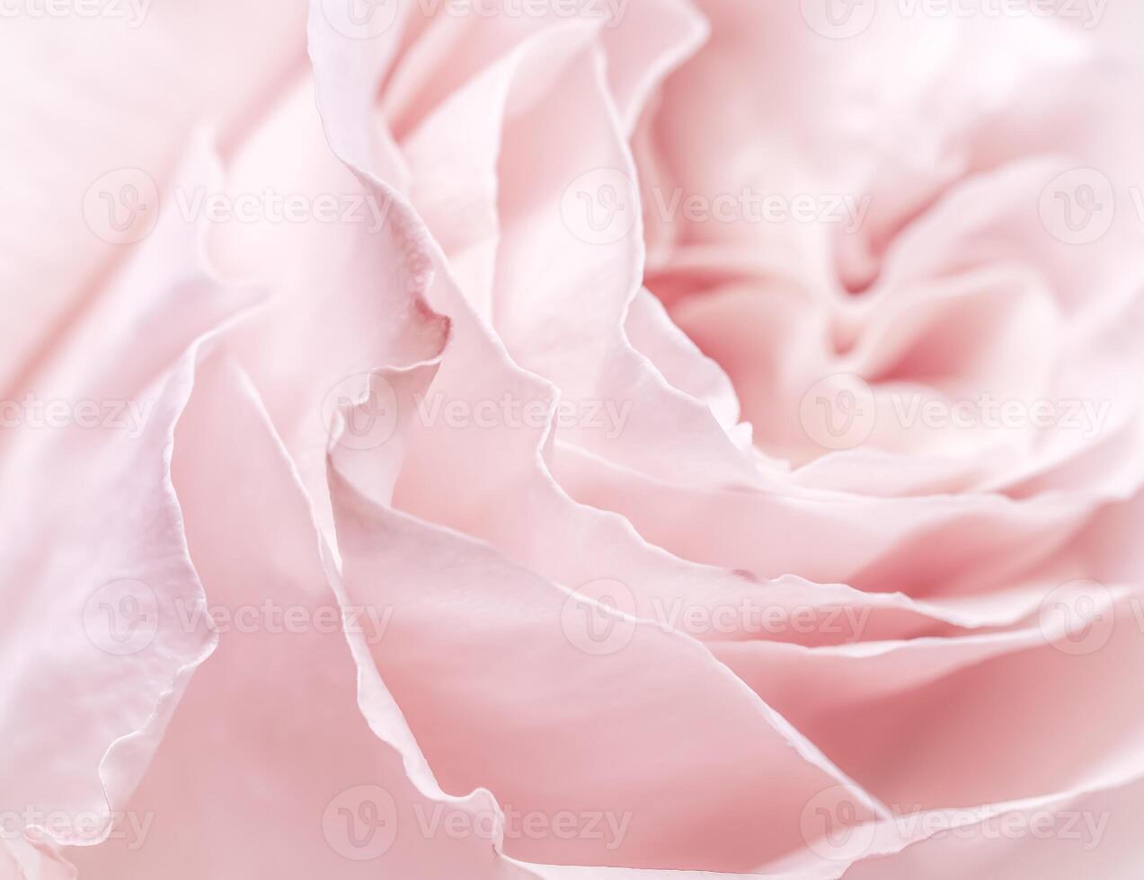 Pink pale rose flower petals, soft focus. Macro flowers backdrop photo
