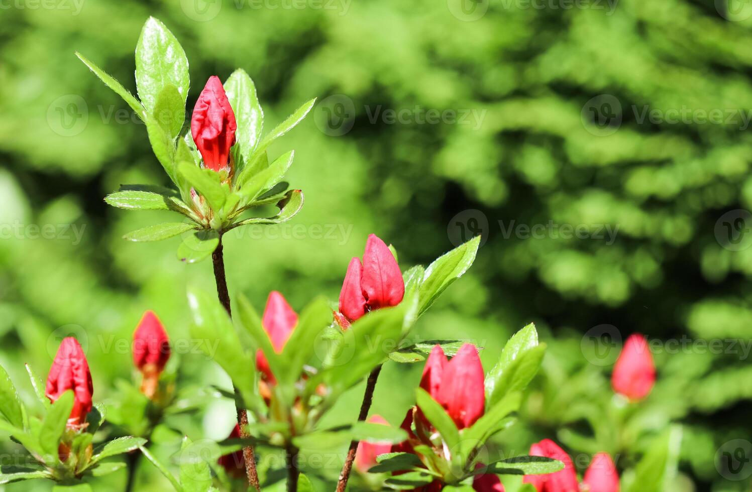 Opening of beautiful red azalea flower in spring garden. Floral background photo