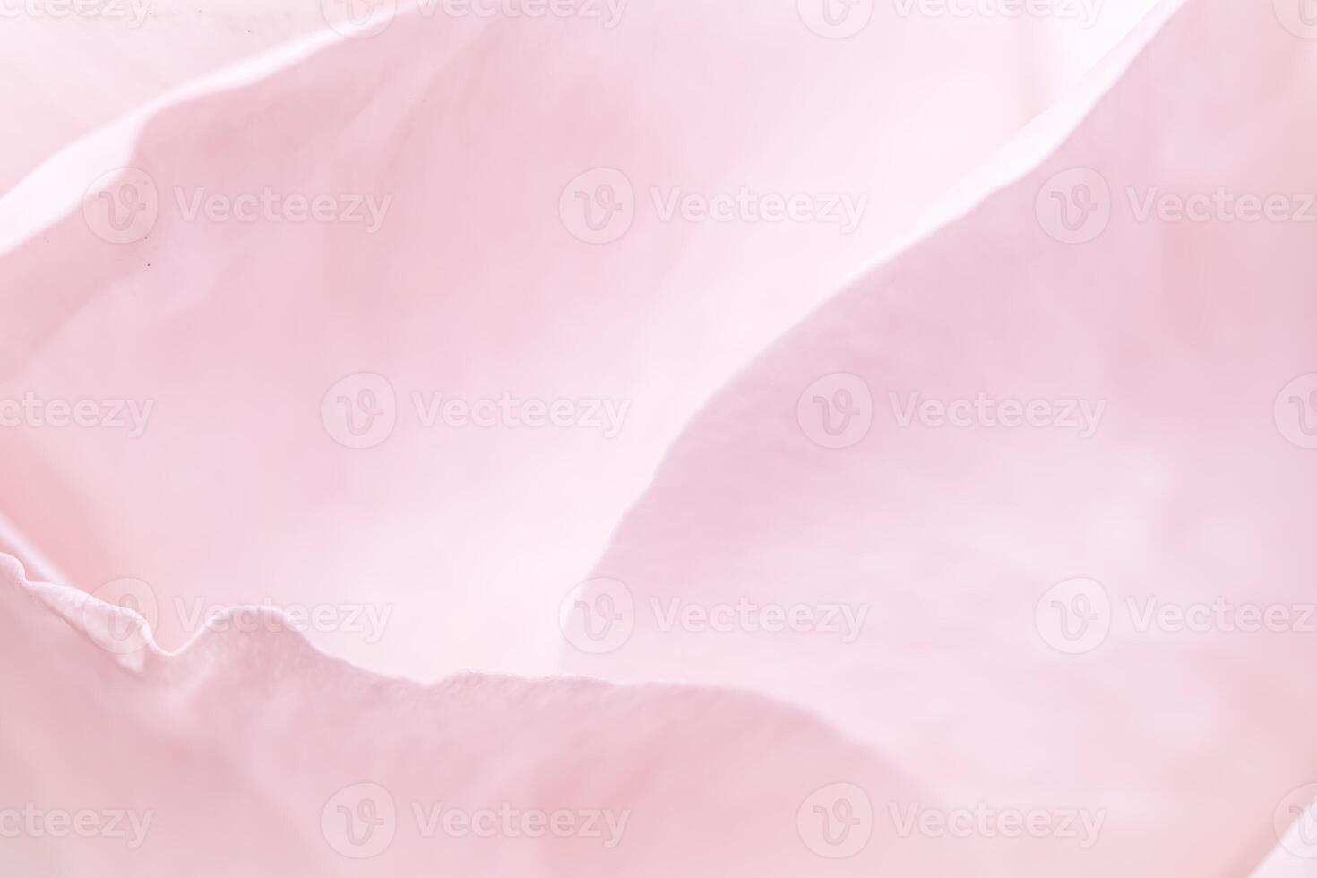 Pink pale rose flower petals, soft focus. Macro flowers backdrop photo