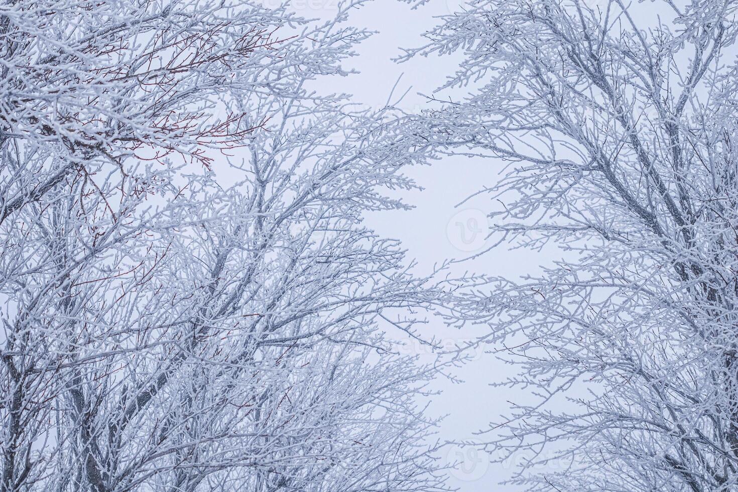 Background of tree branches covered with frost. Landscape of nature with fog and white snow photo