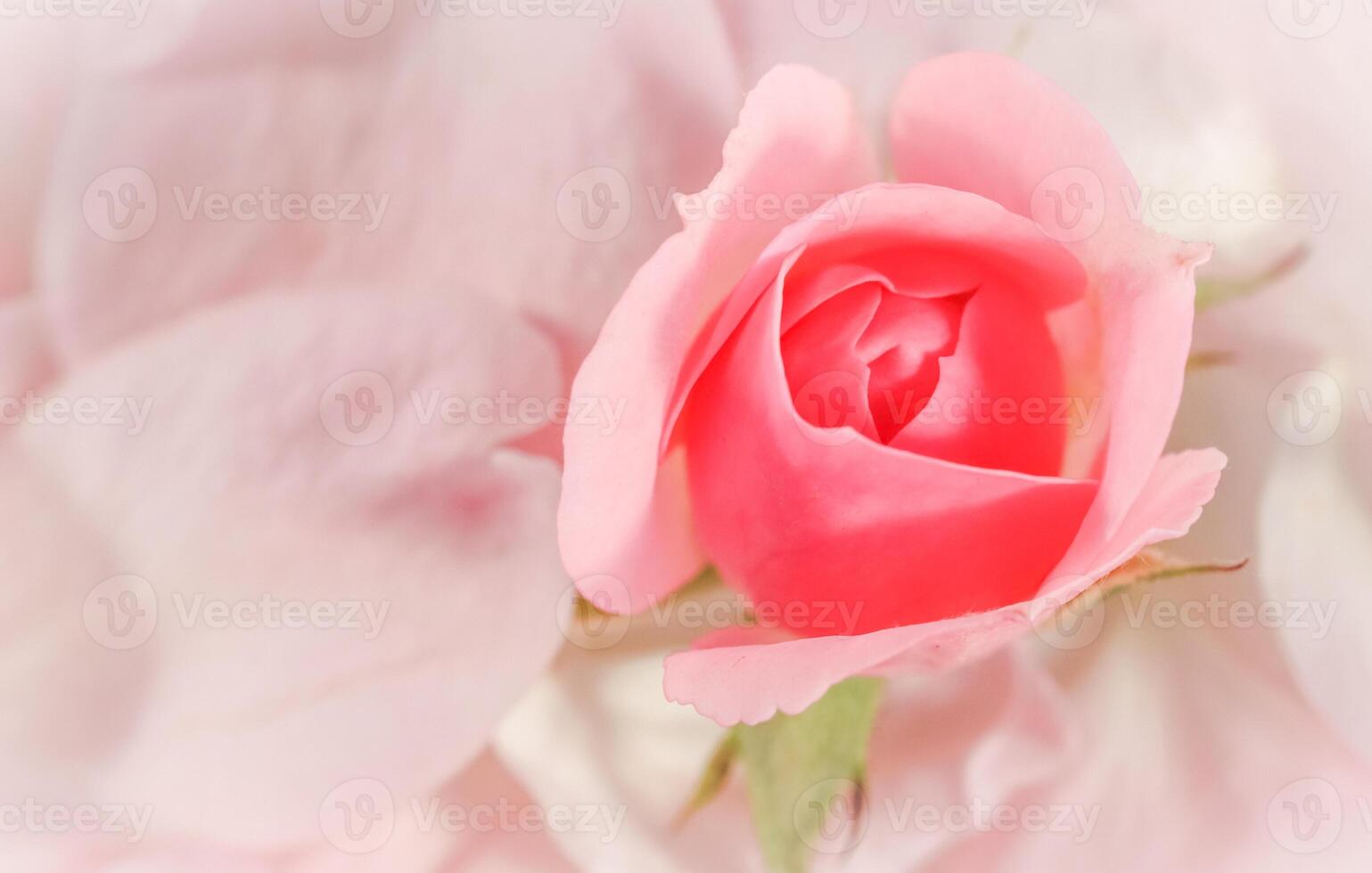 Soft focus, abstract floral background, bud of pink rose flower. Macro flowers backdrop for holiday brand design photo