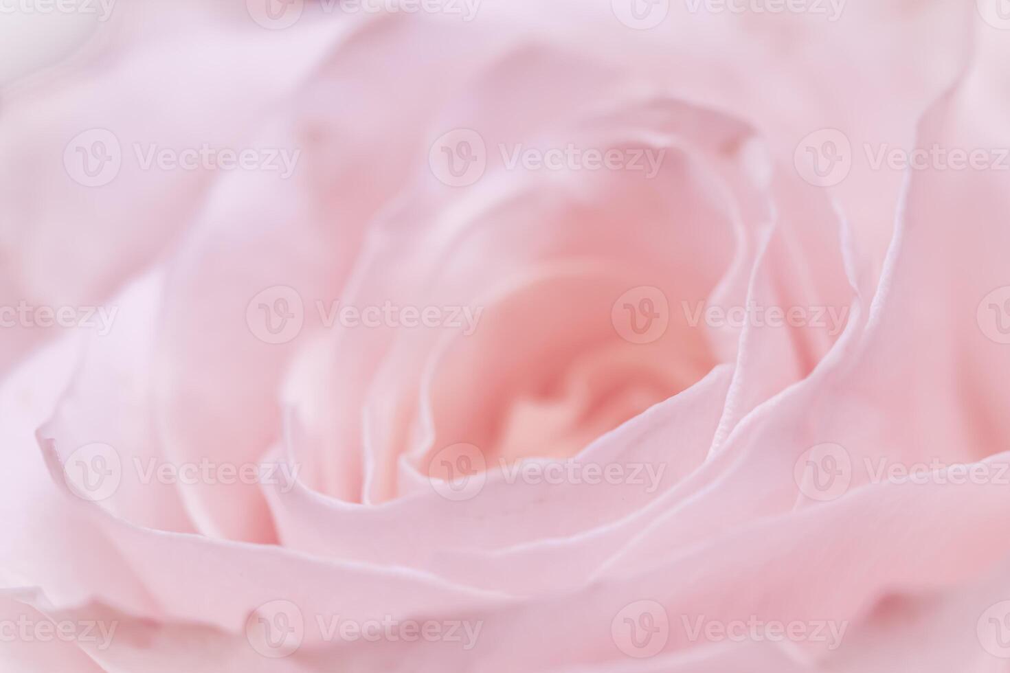Pink pale rose flower petals, soft focus. Macro flowers backdrop photo
