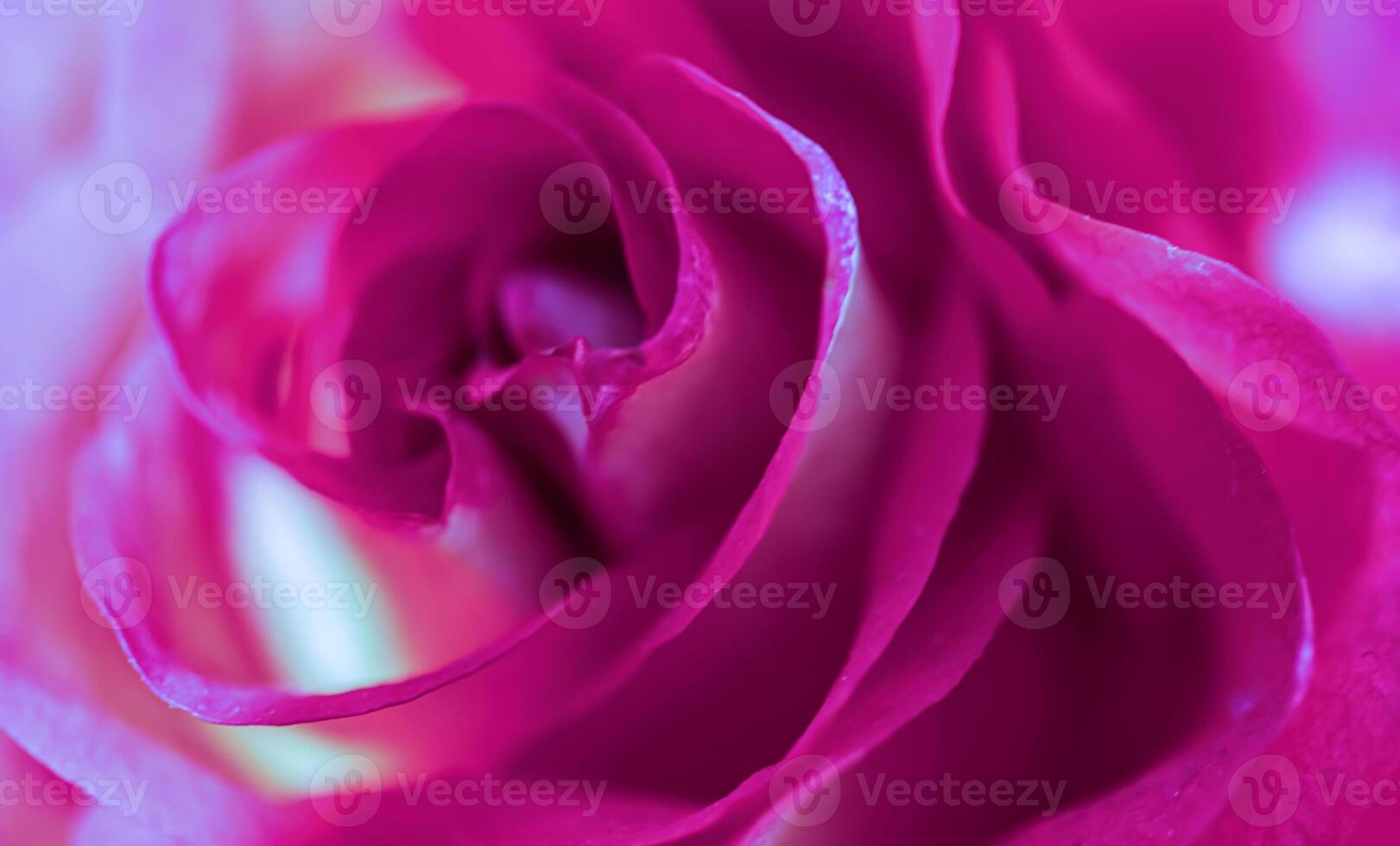 Soft focus, abstract floral background, purple rose flower. Macro flowers backdrop for holiday brand design photo