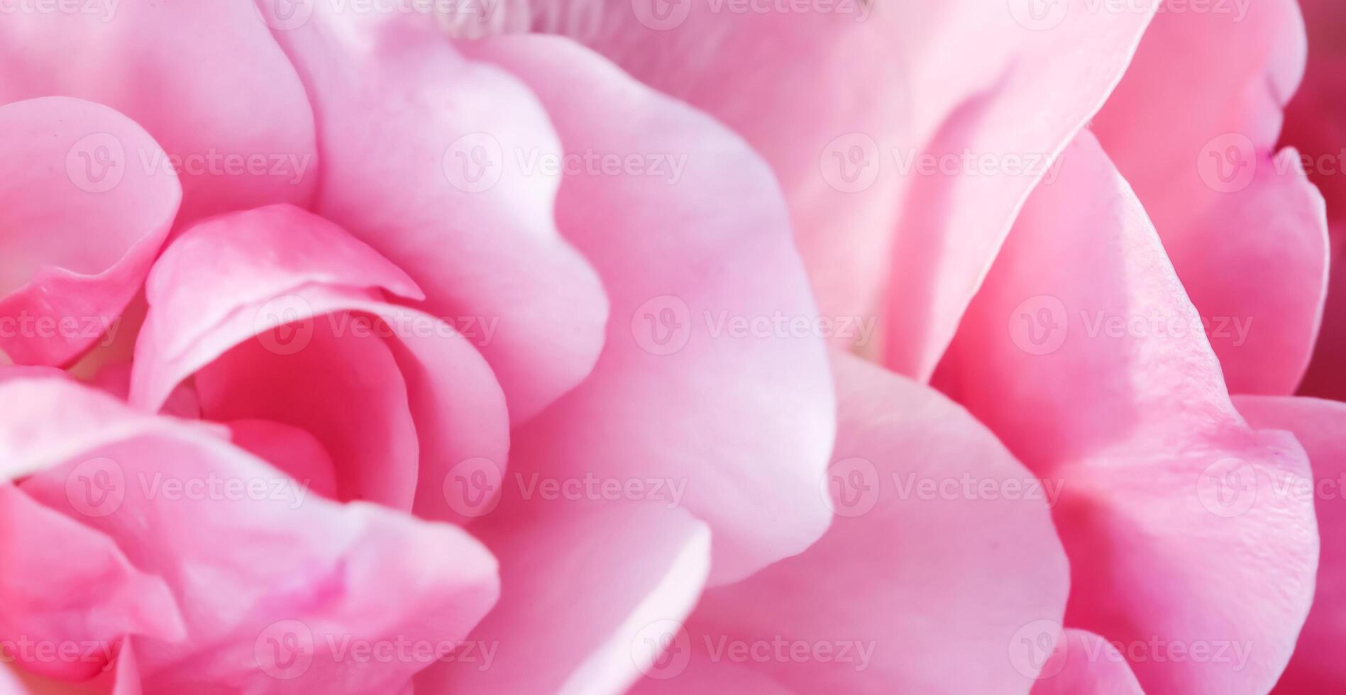 Soft focus, abstract floral background, pink rose flower petals. Macro flowers backdrop for holiday design photo