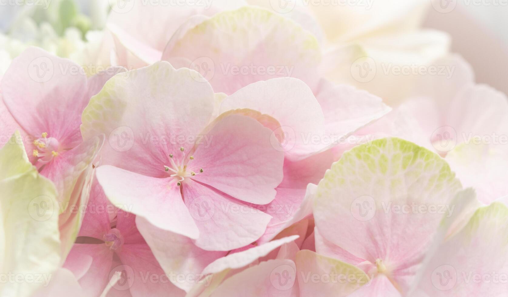 Background of pink flowers. Hydrangea or hortensia in blossom. photo