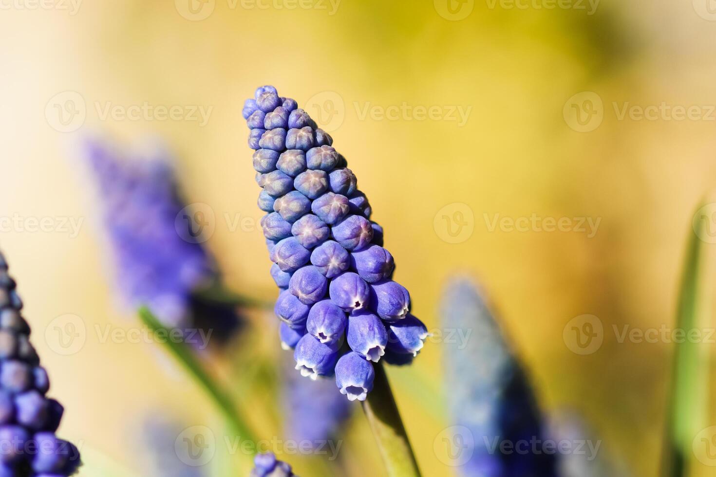 Blue buds flowers Muscari armeniacum or Grape Hyacinth photo