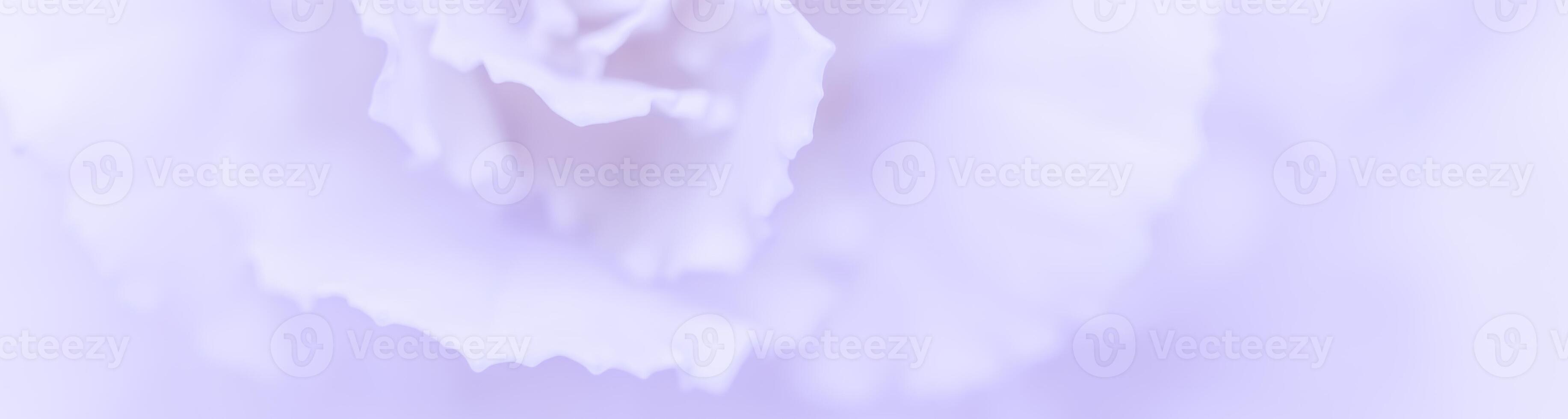 Abstract floral background, pale violet carnation flower. Macro flowers backdrop for holiday brand design photo