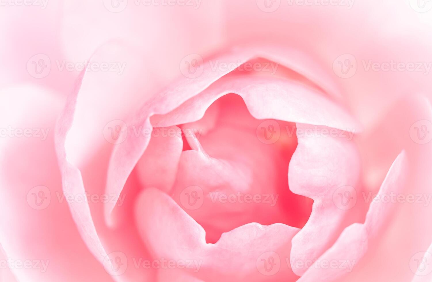Soft focus, abstract floral background, pink rose flower petals. Macro flowers backdrop for holiday design photo