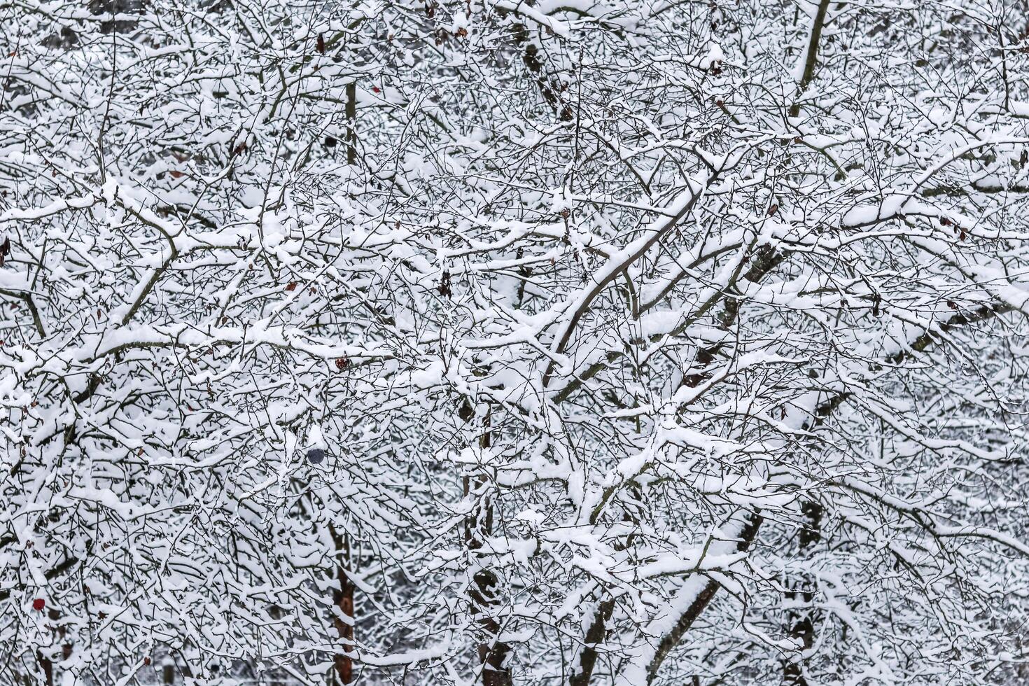 Fluffy snow-covered trees branches, nature scenery with white snow and cold weather. Snowfall in winter park photo