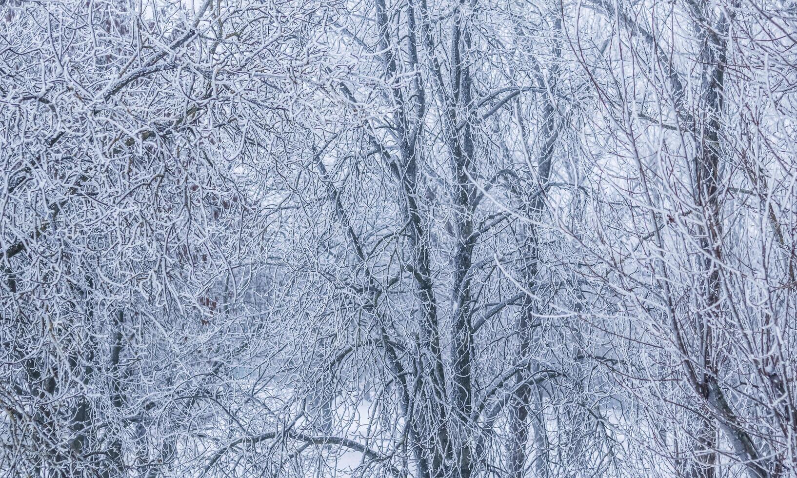 Background of tree branches covered with frost. Landscape of nature with fog and white snow photo