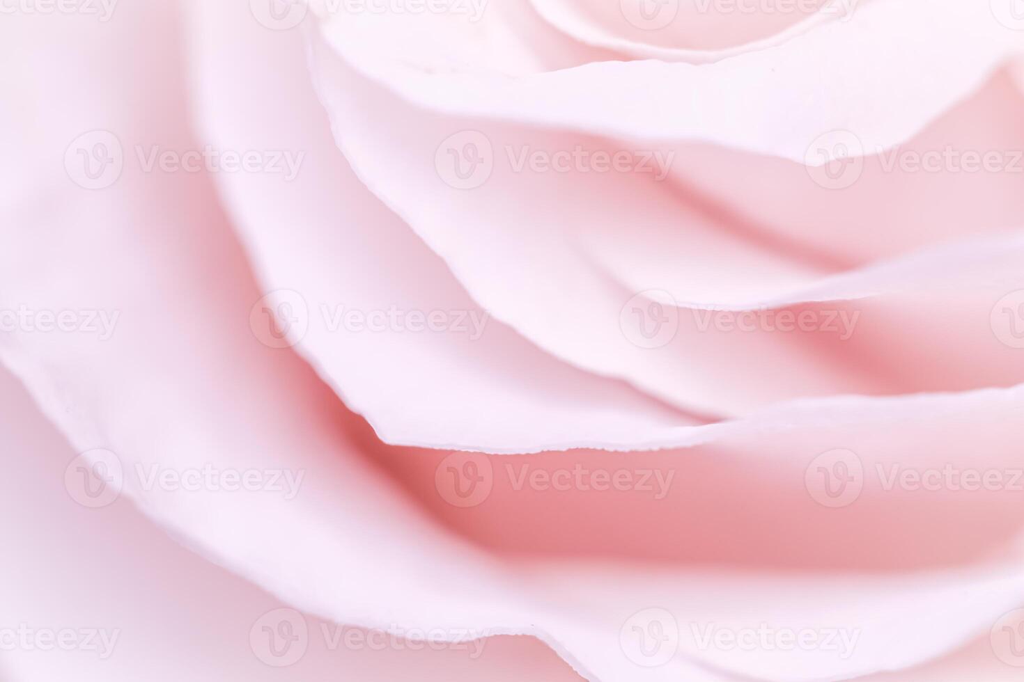 Pink pale rose flower petals, soft focus. Macro flowers backdrop photo