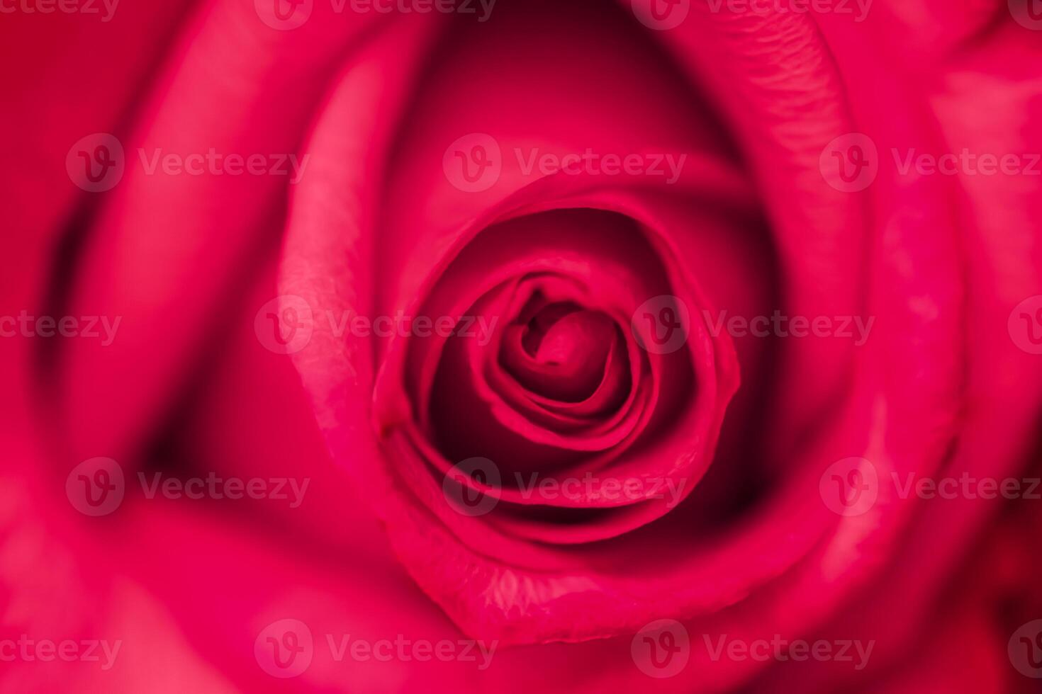 Soft focus, abstract floral background, red rose flower. Macro flowers backdrop for holiday brand design photo