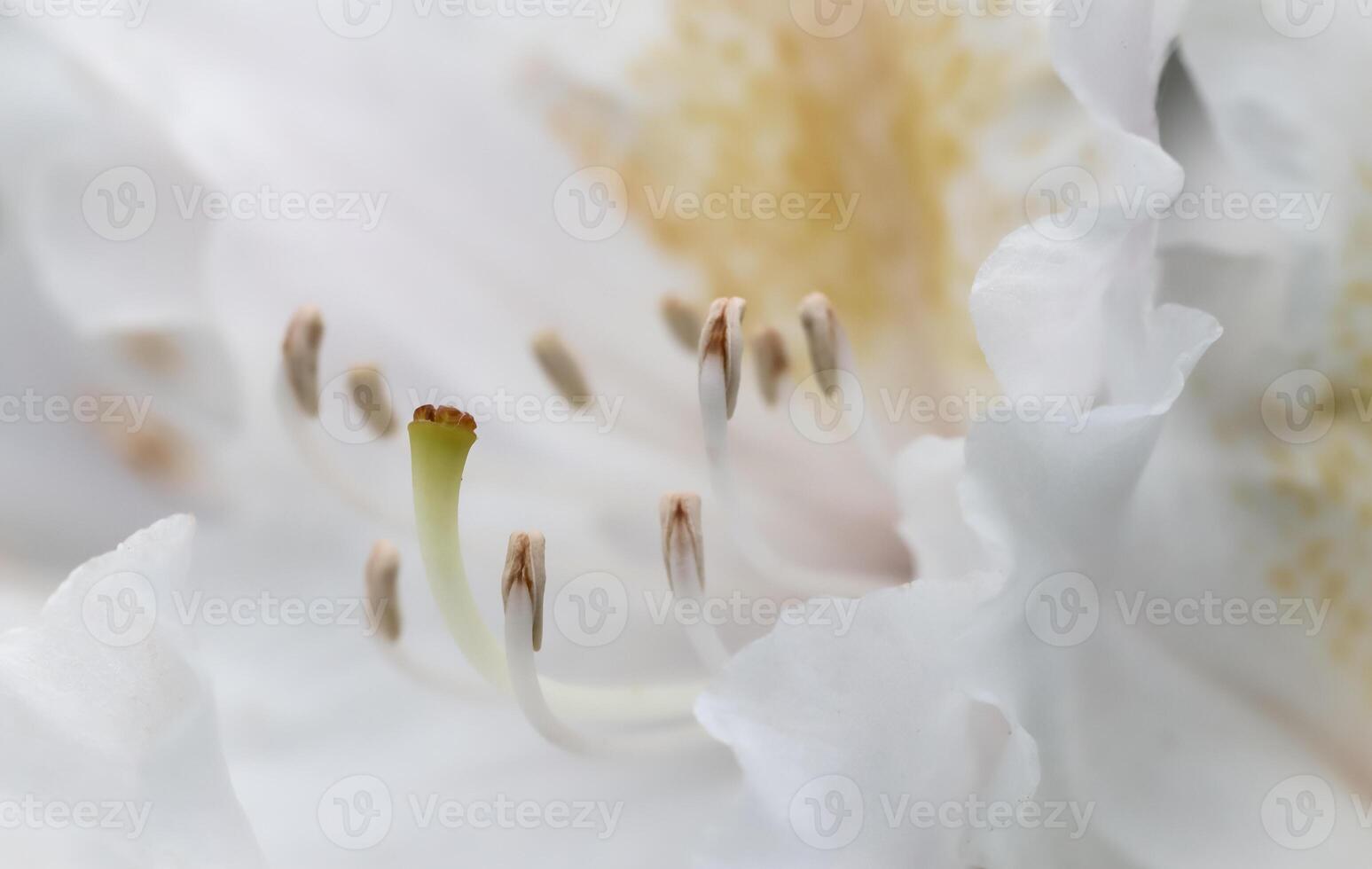Soft focus, abstract floral background, white Rhododendron flower petals. Macro flowers backdrop for holiday brand design photo