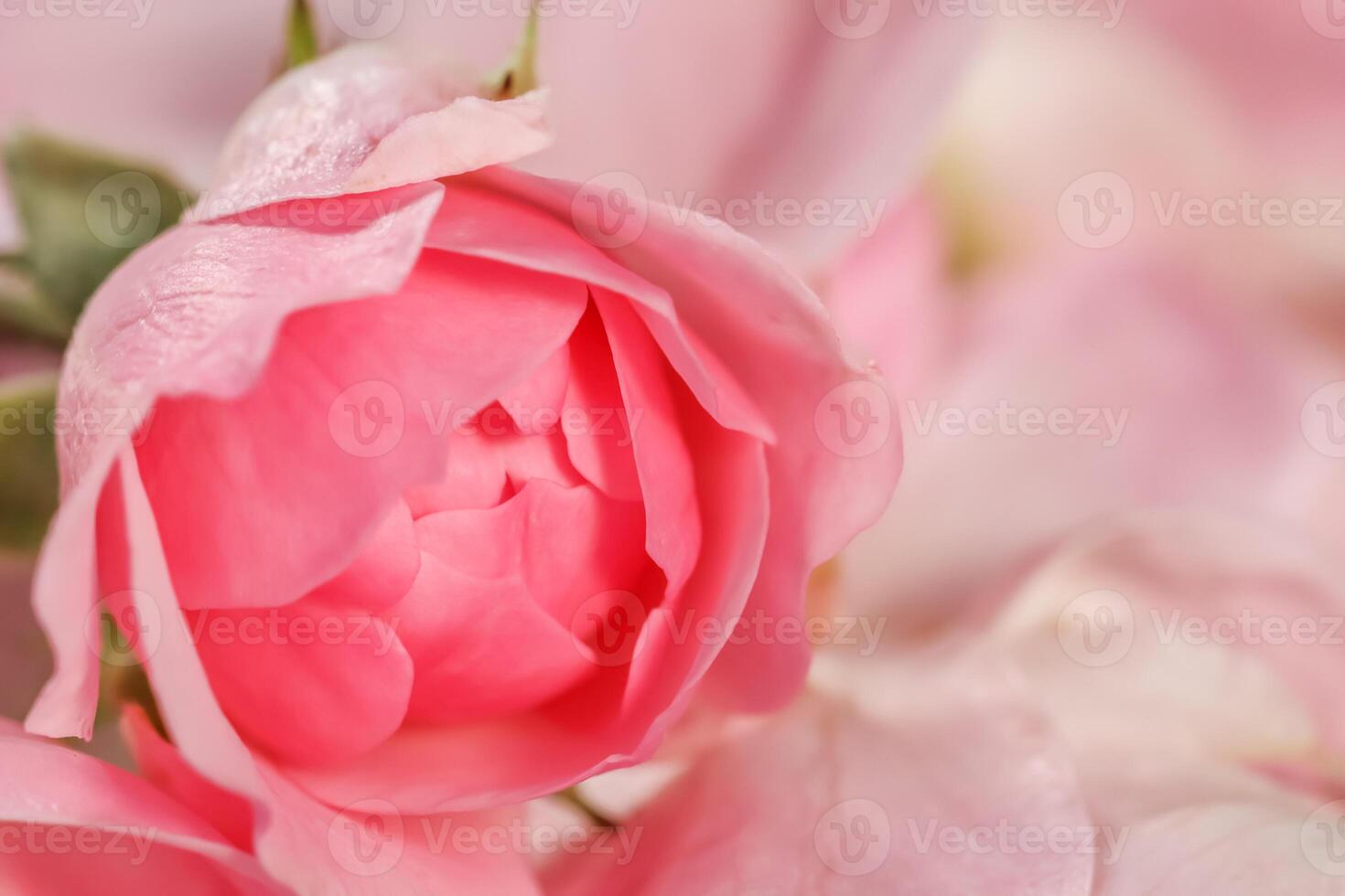 Soft focus, abstract floral background, bud of pink rose flower. Macro flowers backdrop for holiday brand design photo