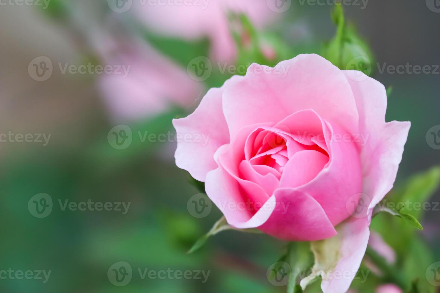 Soft pink rose Bonica with buds in the garden. Perfect for background of greeting cards for birthday, Valentine's Day and Mother's Day photo