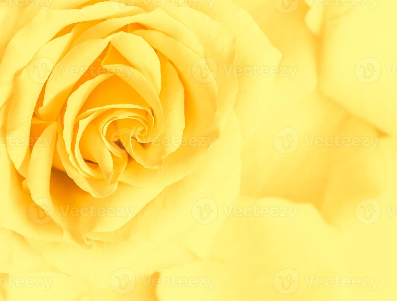 Soft focus, abstract floral background, yellow rose flower. Macro flowers backdrop for holiday brand design photo