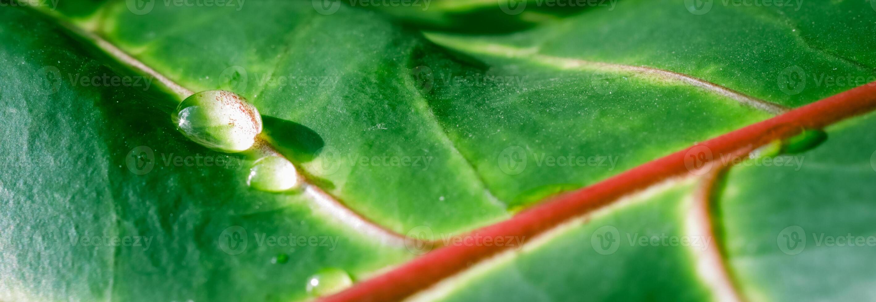 Abstract green background. Macro Croton plant leaf with water drops. Natural background for brand design photo