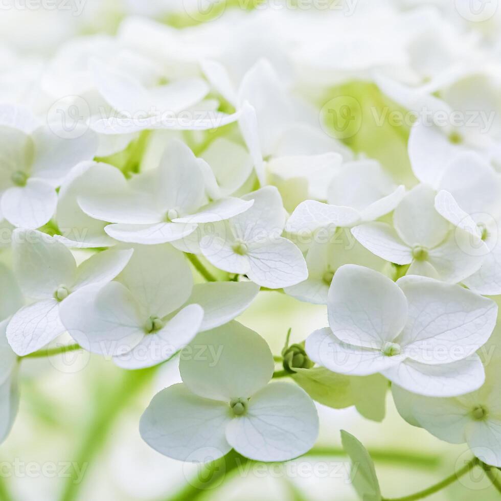 Background of white flowers. Hydrangea or hortensia in blossom. photo