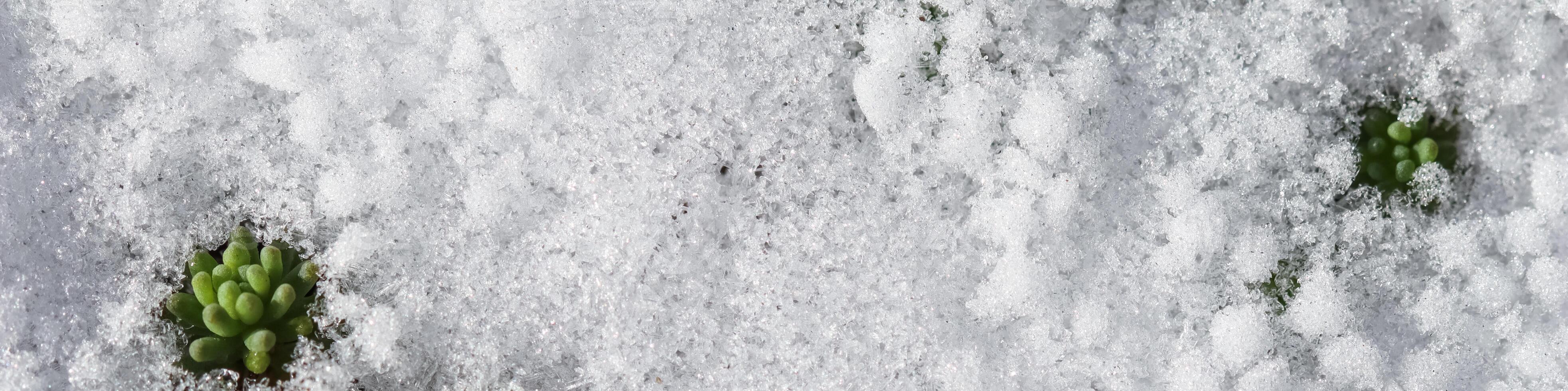 Texture of fresh snow and growing green plants. Natural spring background photo