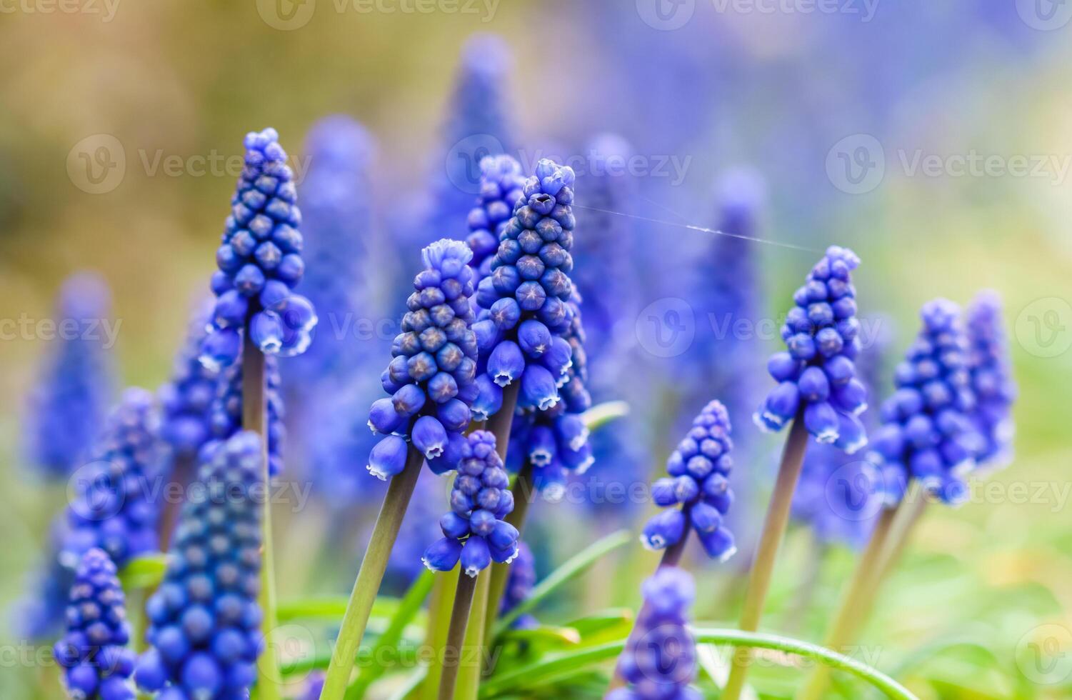 Blue buds flowers Muscari armeniacum or Grape Hyacinth photo