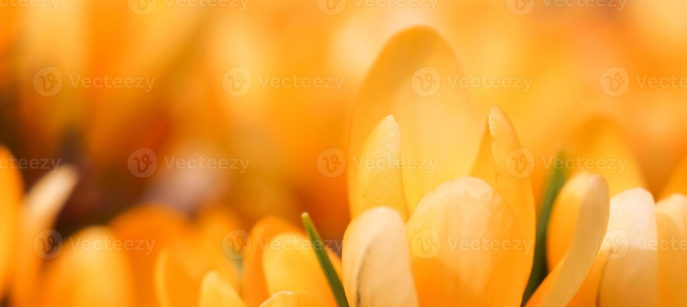 Abstract floral background, yellow crocus flowers. Macro flowers backdrop for holiday brand design photo