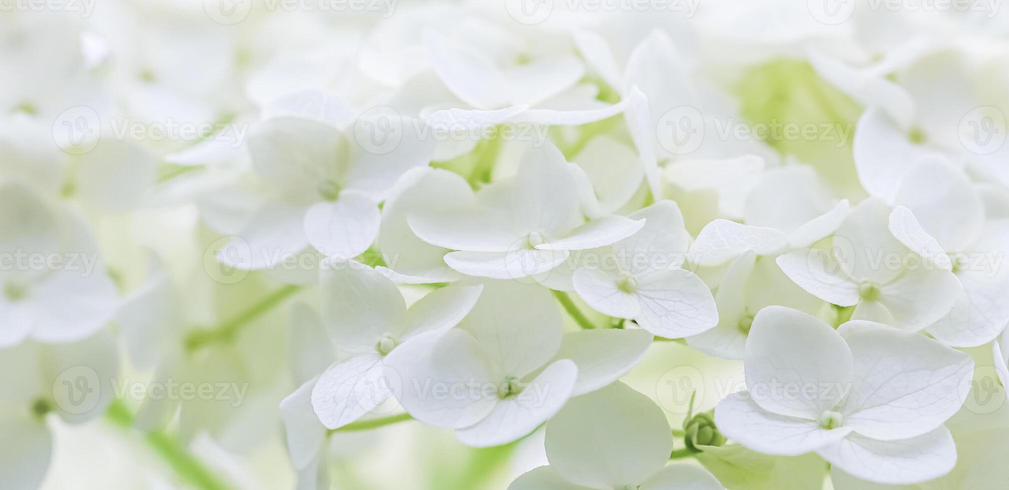 Background of white flowers. Hydrangea or hortensia in blossom. photo