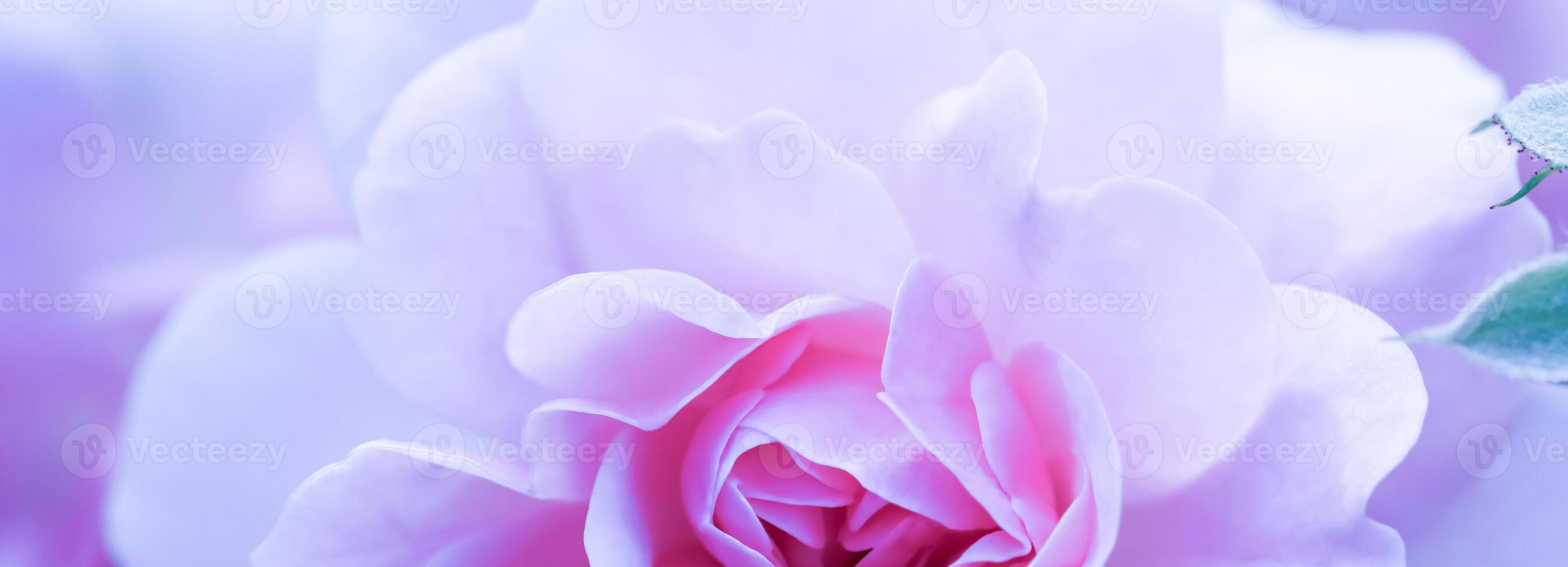 Soft focus, abstract floral background, purple rose flower. Macro flowers backdrop for holiday brand design photo