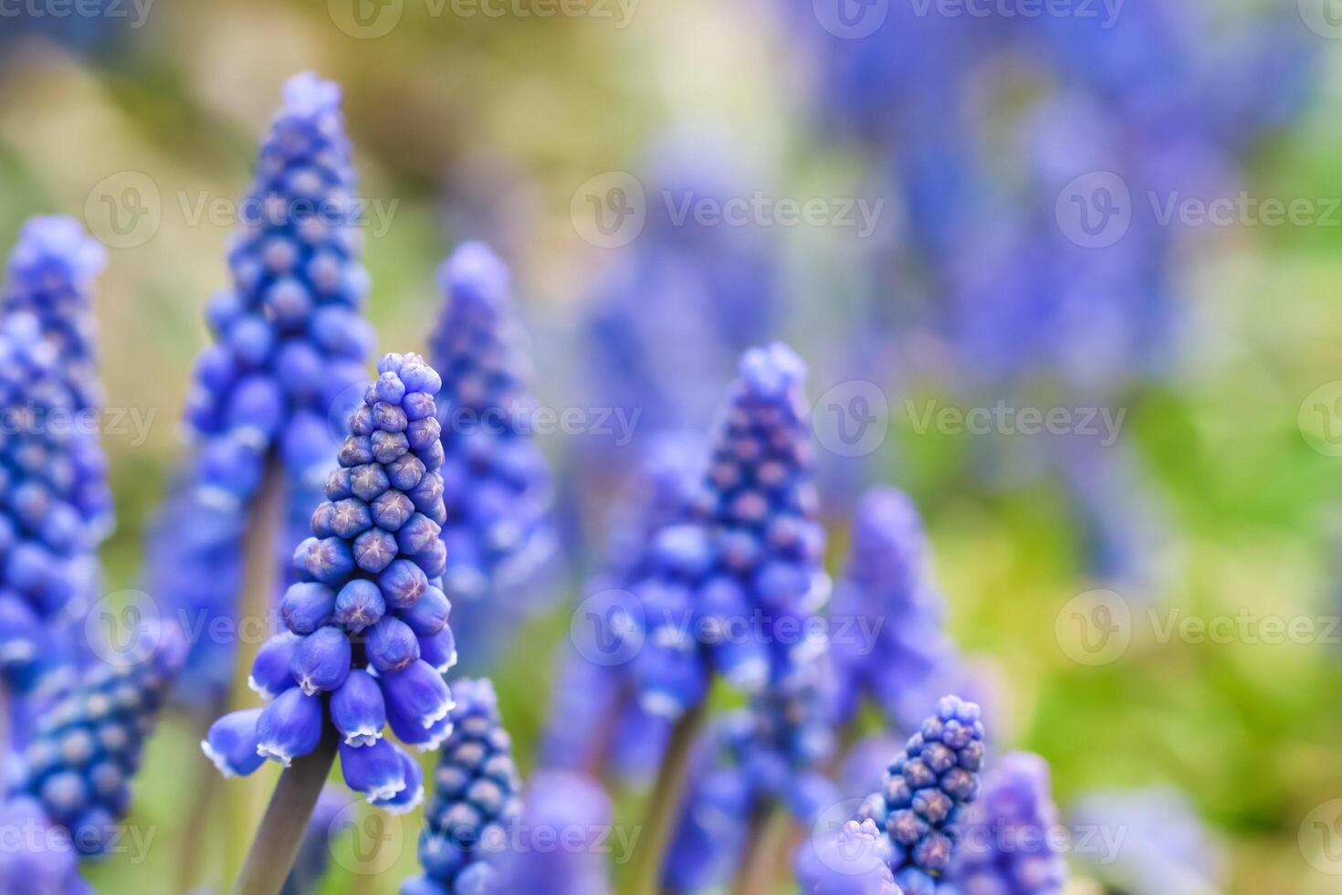 Blue buds flowers Muscari armeniacum or Grape Hyacinth photo