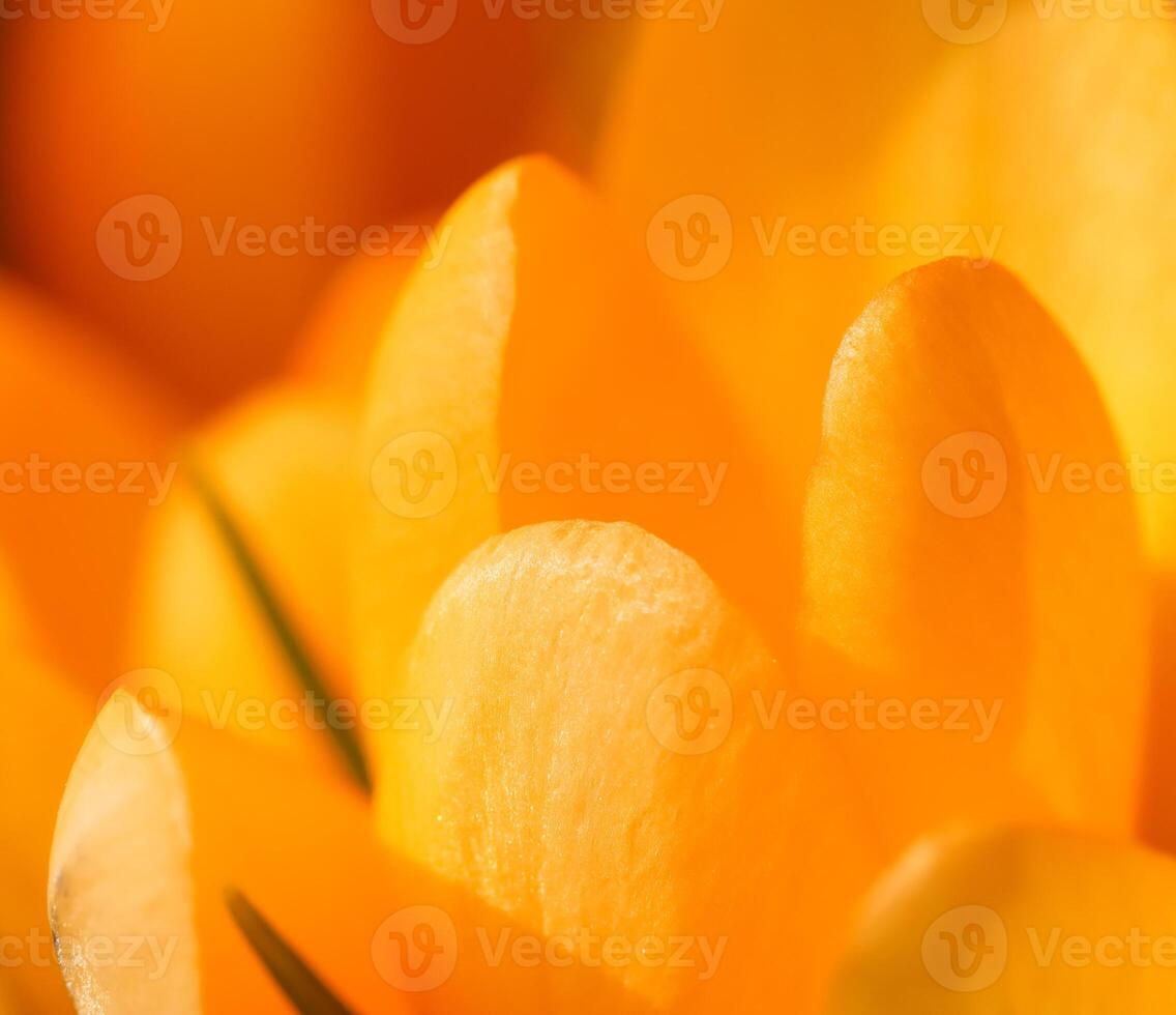 Abstract floral background, yellow crocus flowers. Macro flowers backdrop for holiday brand design photo