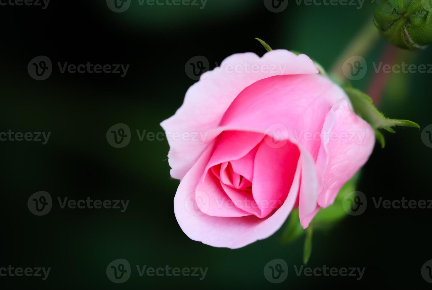 Soft pink rose on black background. Perfect for greeting cards for birthday, Valentine's Day and Mother's Day photo