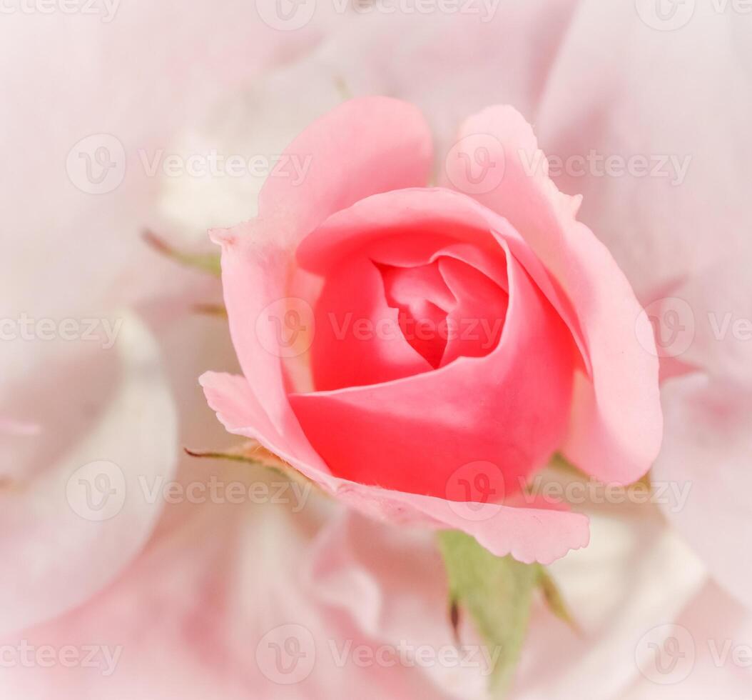 Soft focus, abstract floral background, bud of pink rose flower. Macro flowers backdrop for holiday brand design photo