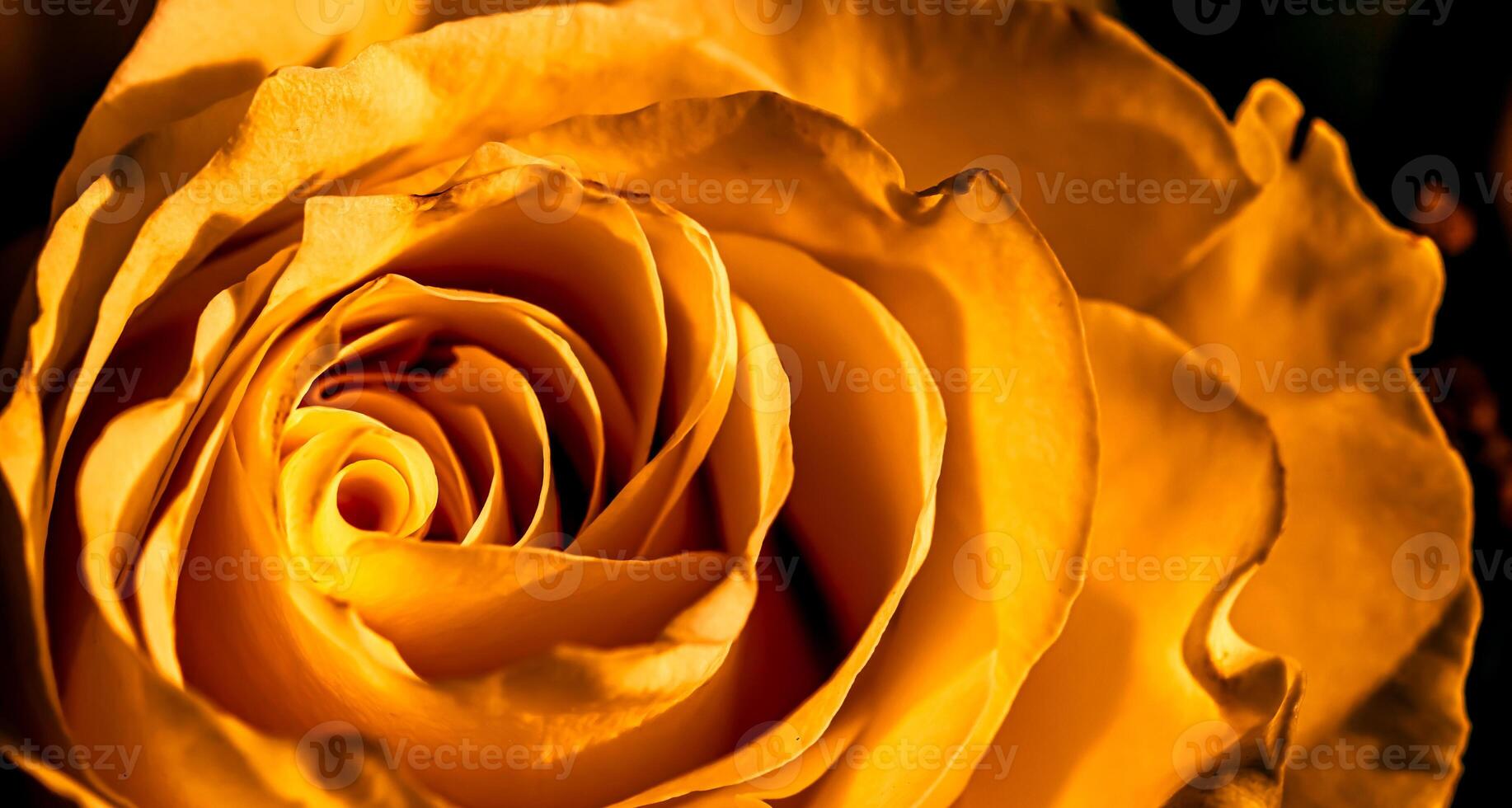 Botanical concept, invitation card - Soft focus, abstract floral background, golden rose flower. Macro flowers backdrop for holiday brand design photo