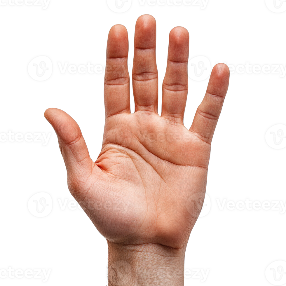Close-Up of an Open Hand with Fingers Spread Apart and Palm Facing Forward Isolated on Transparent Background png