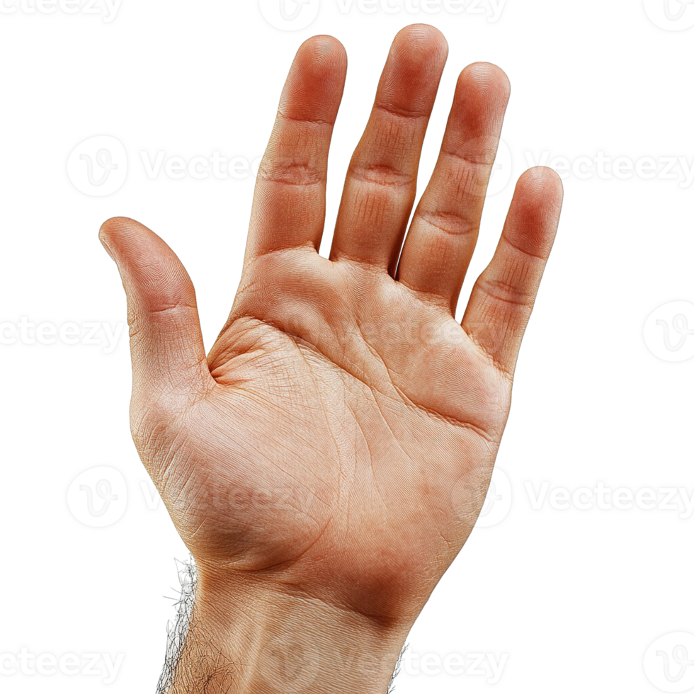 Close-Up of an Open Hand with Extended Fingers and Visible Palm Details Isolated on Transparent Background png