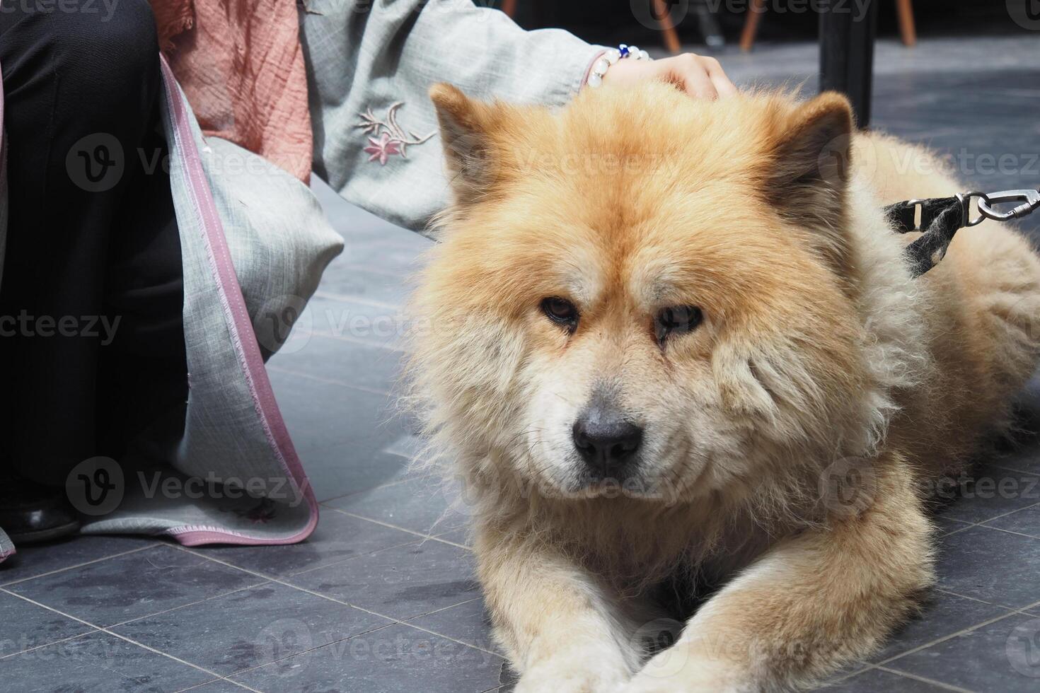 The Fluffy Chow Chow Dog bonds with its owner outdoors on the pavement in the daytime photo