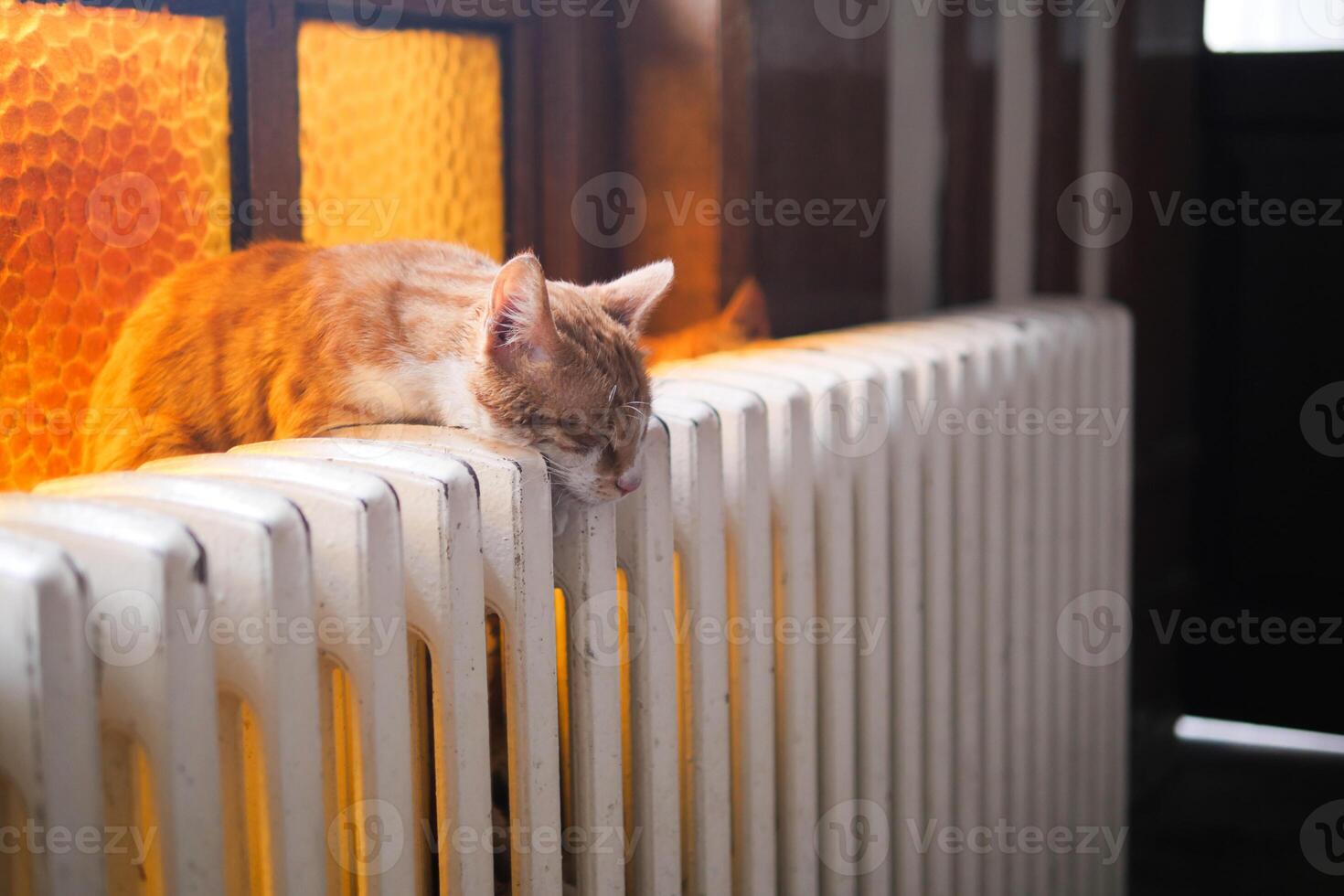 A Cozy Cat is Relaxing Comfortably on a Radiator, Bathed in Warm Light photo
