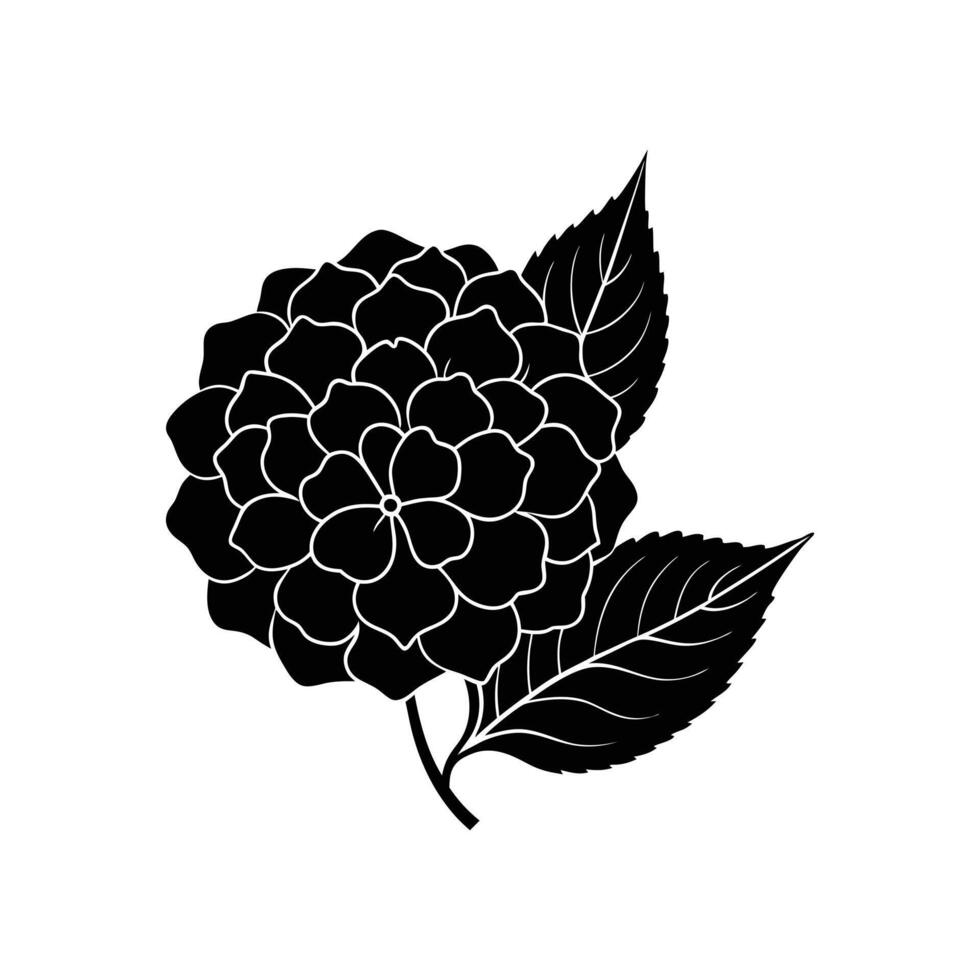 hydranqea silhouette flower illustration vector