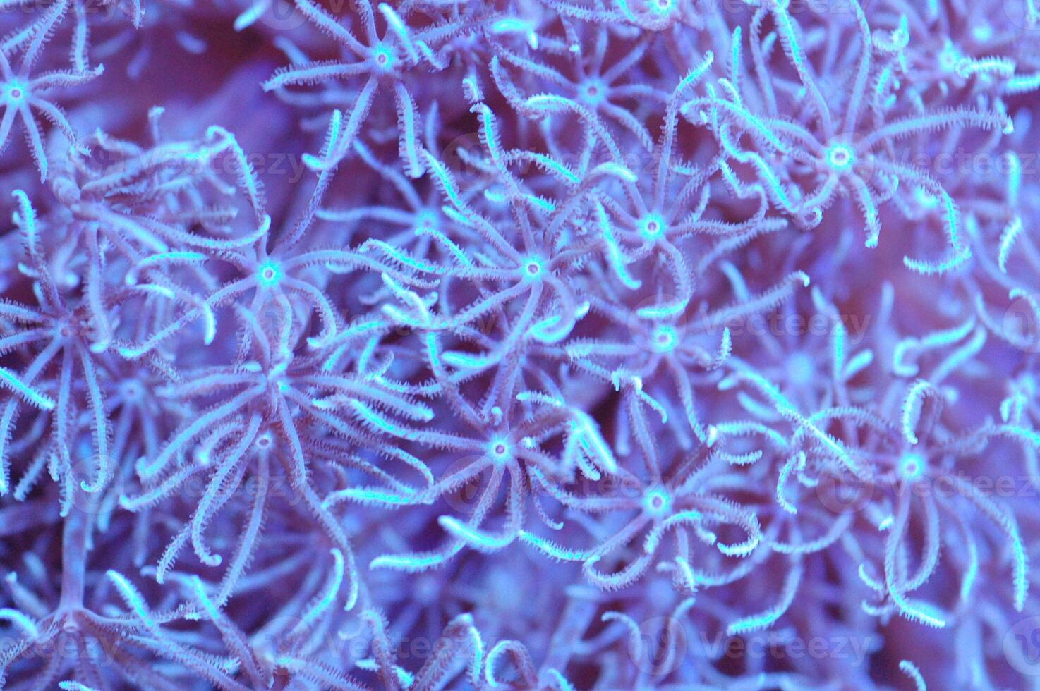 Ultra Blue Xenia - Anthelia spp photo