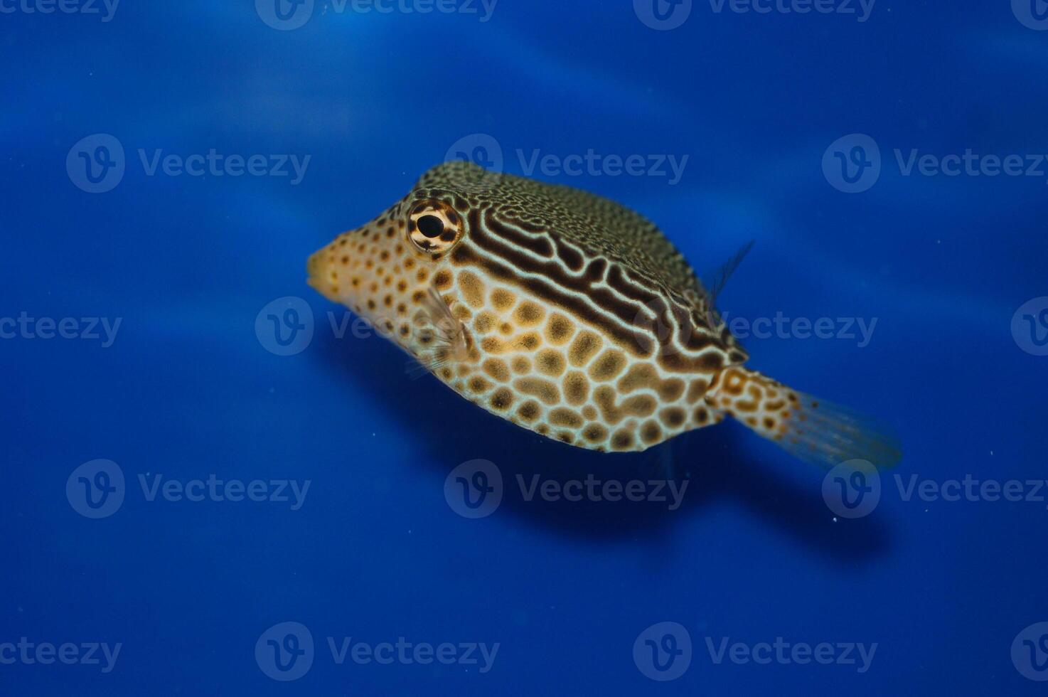Scribbled Boxfish, Reticulate Boxfish - Ostracion solorensis photo