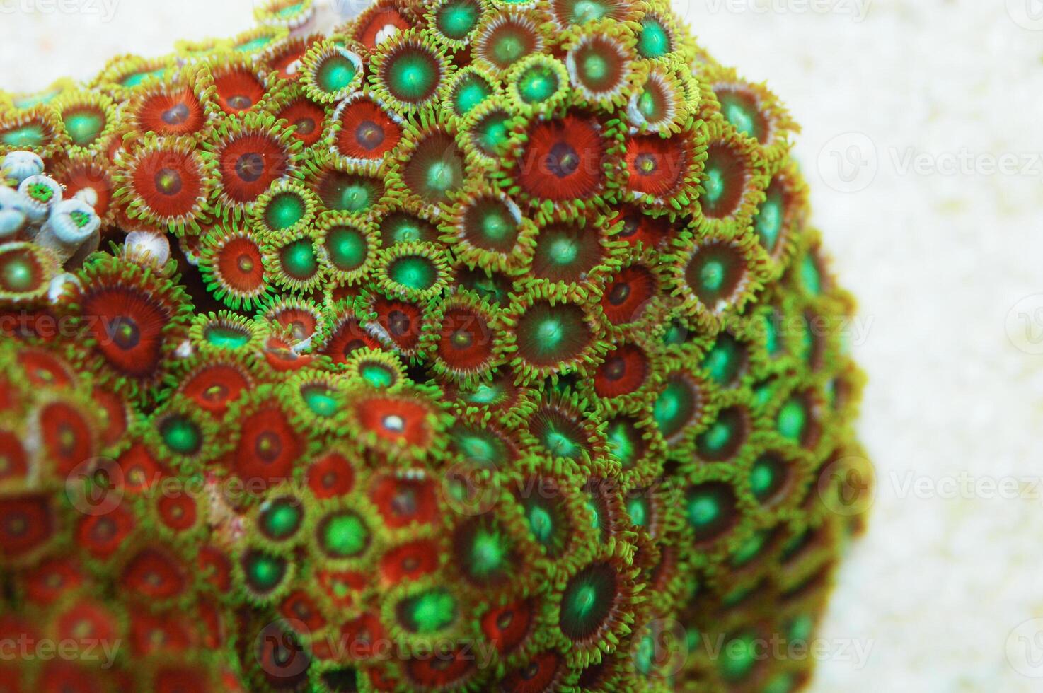 Eagle Eye and Dragon Eye Zoanthid Rock, Zoanthus spp photo