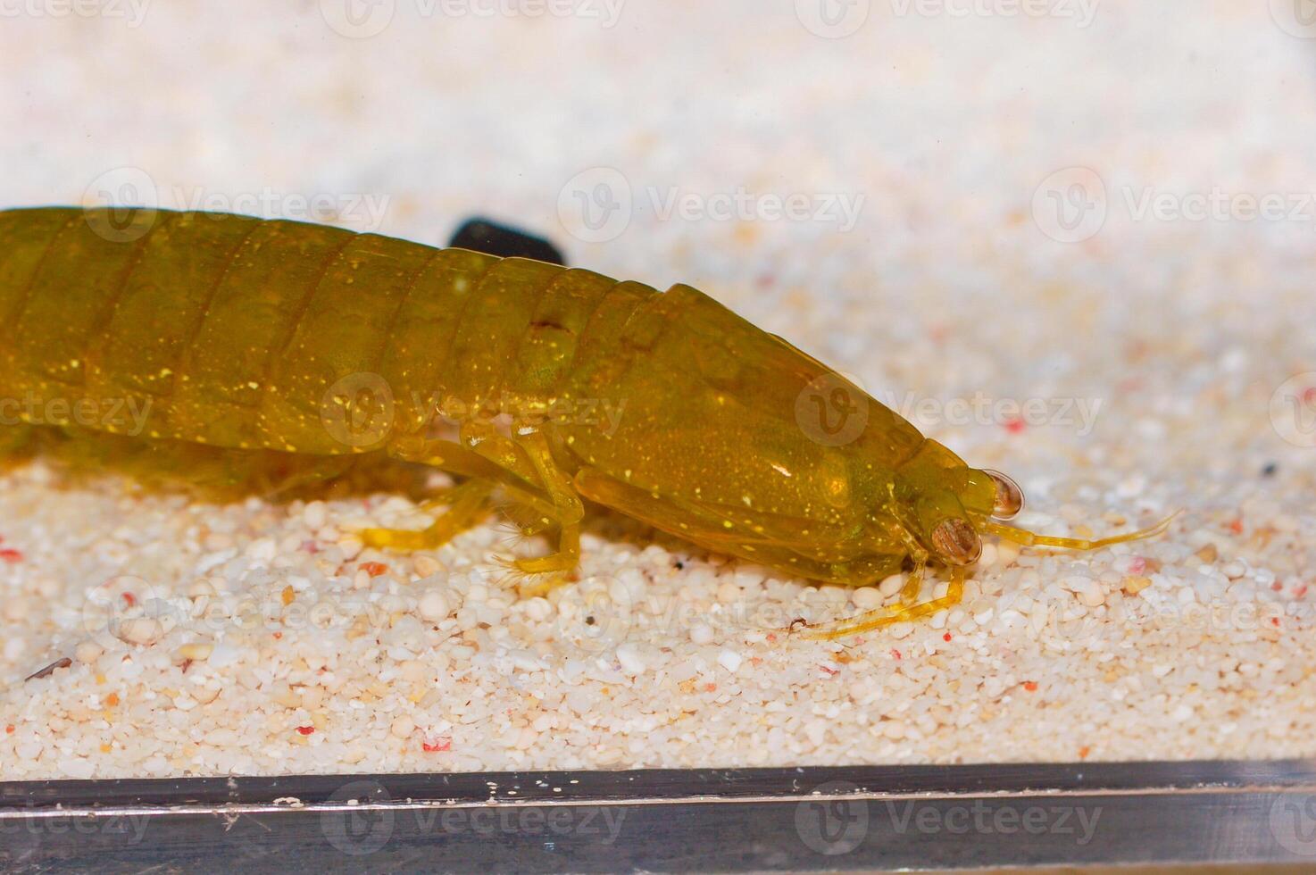 Green Mantis Shrimp, Gonodactylellus viridis photo