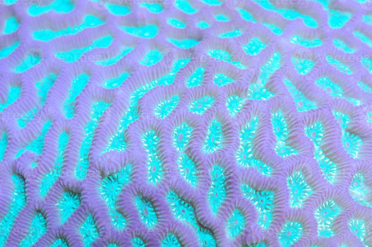 Turquoise Closed Brain Coral - Favites spp photo