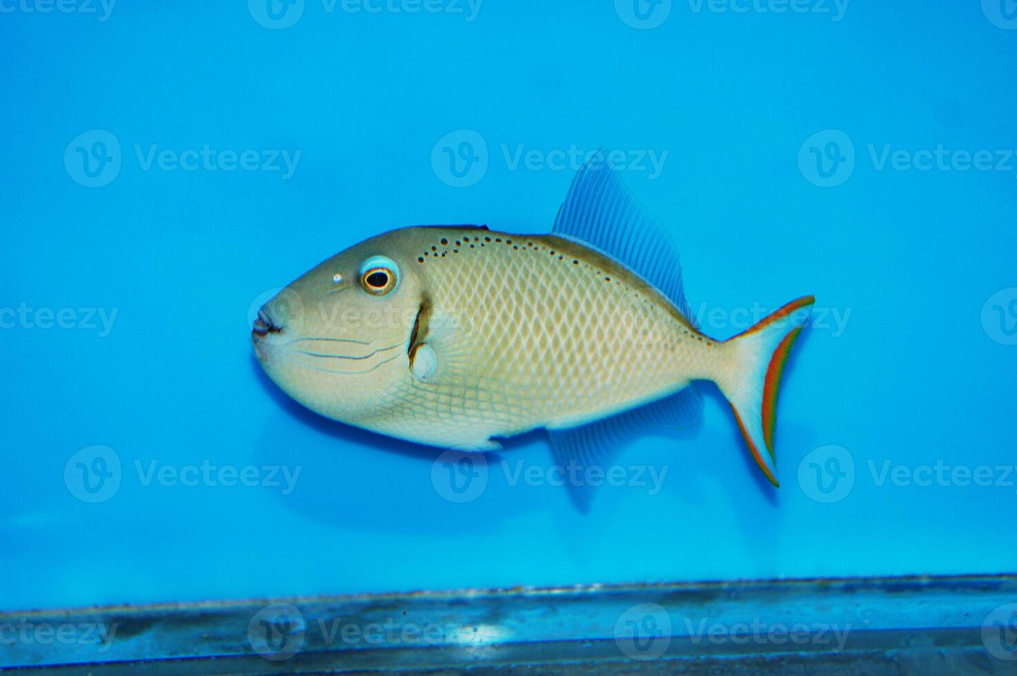 Kiribati Crosshatch Triggerfish - Xanthichthys greenei photo