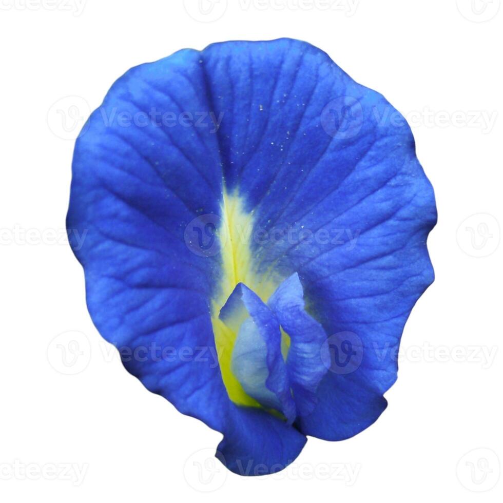 beautiful blue butterfly pea on white background photo