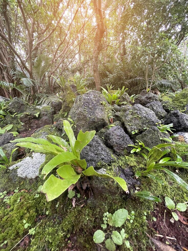 tropical jungle in Thailand photo
