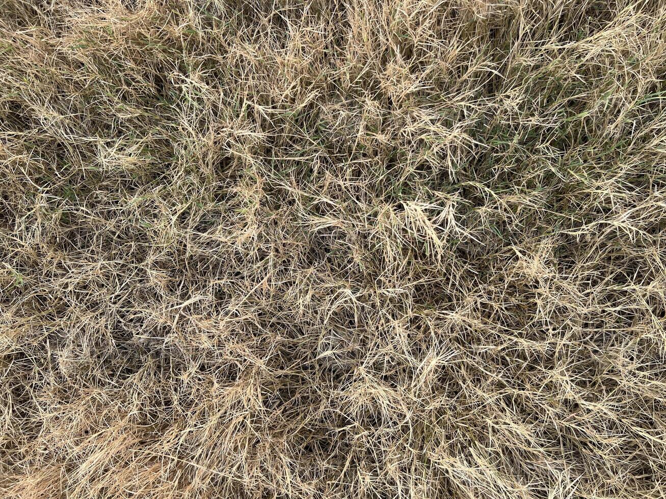 dry grass in the garden photo