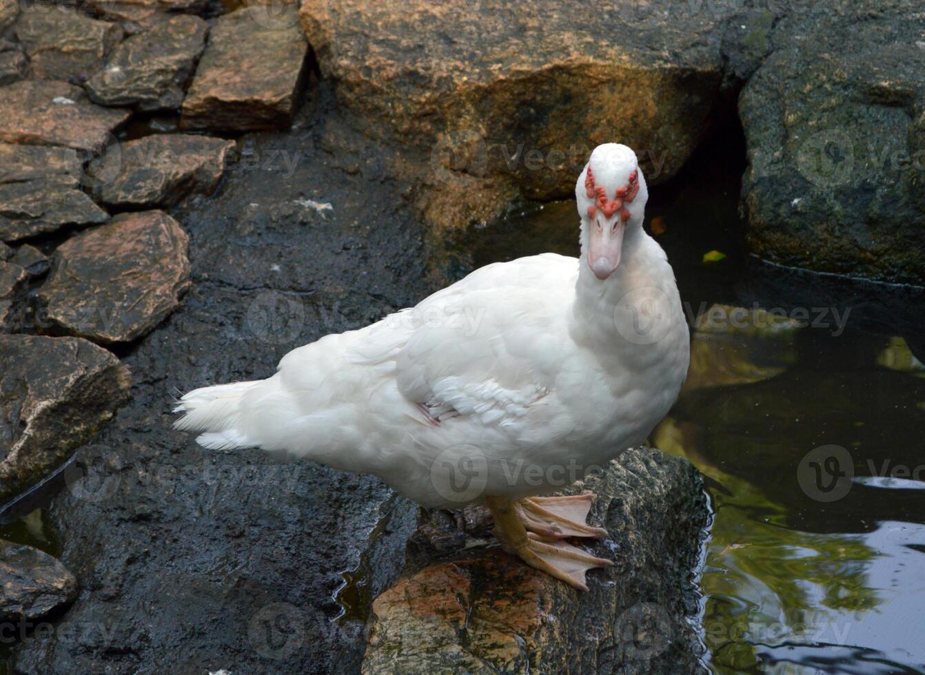 white duck in the water photo