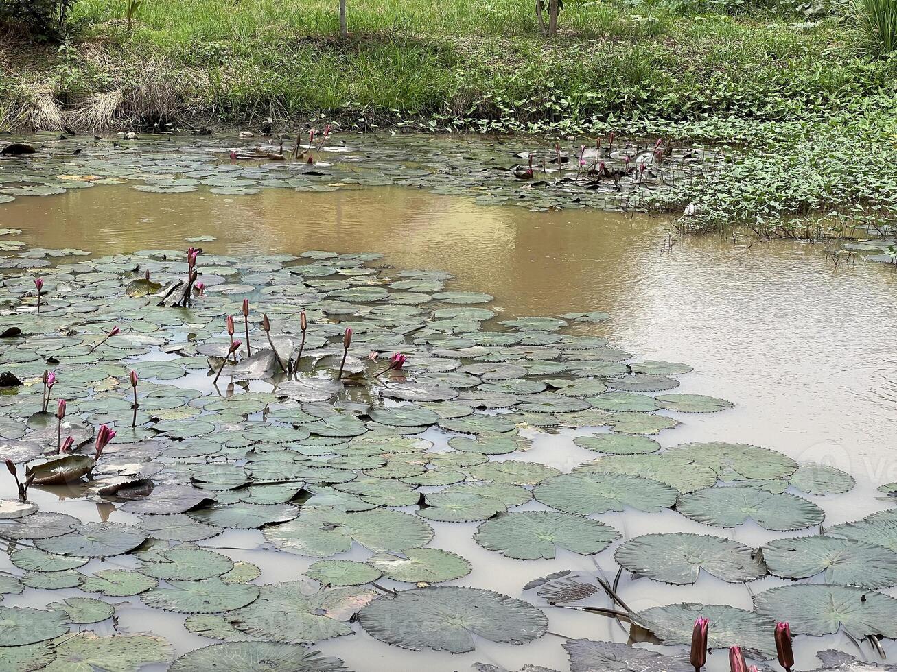lotus pond in garden photo