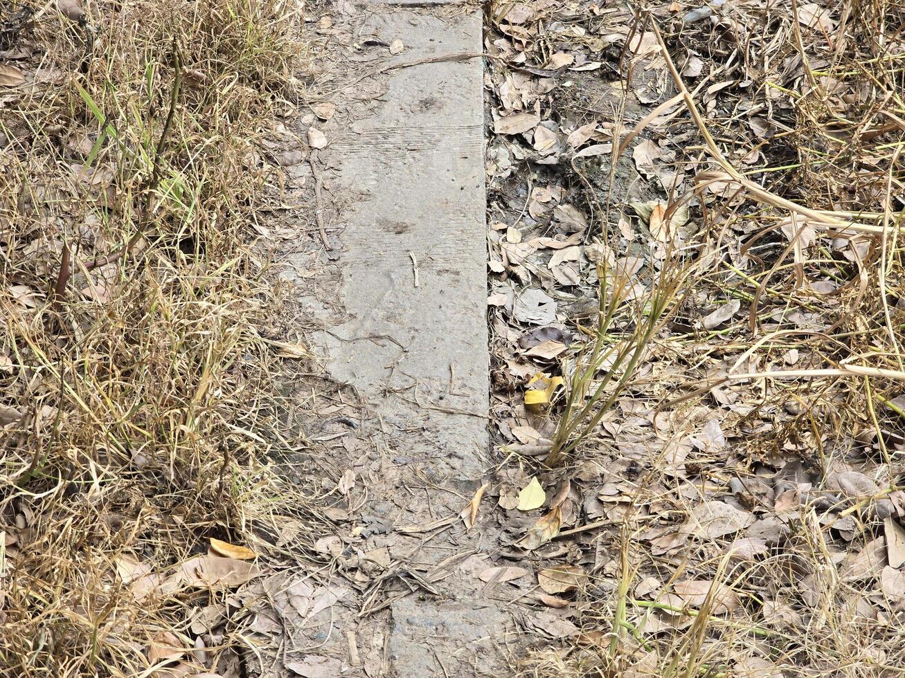close up way in the forest photo