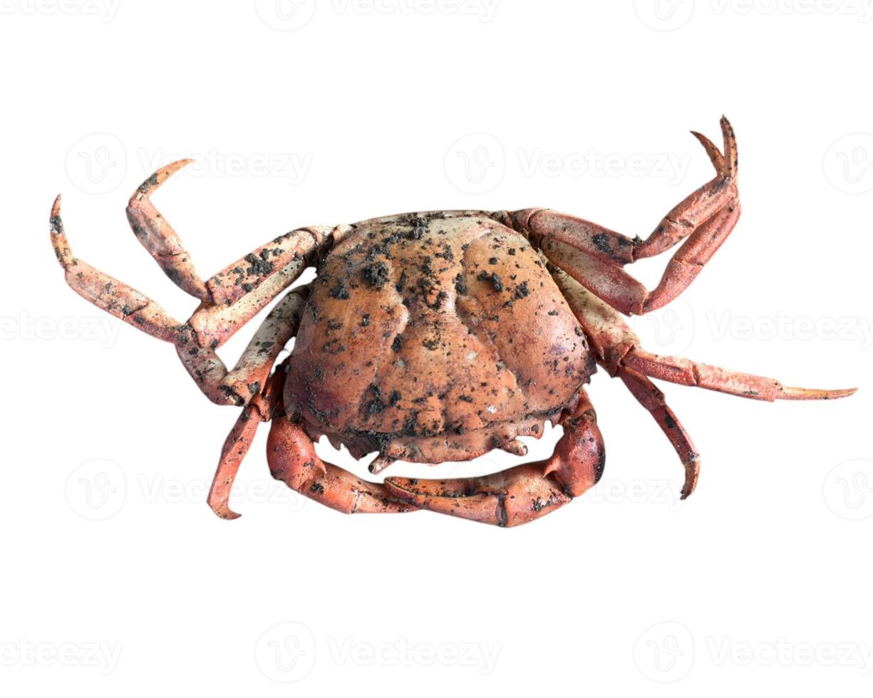 crab isolated on white background. photo